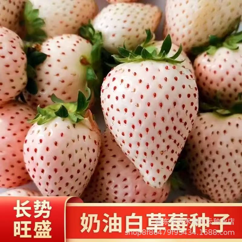 Cream white autumn strawberry