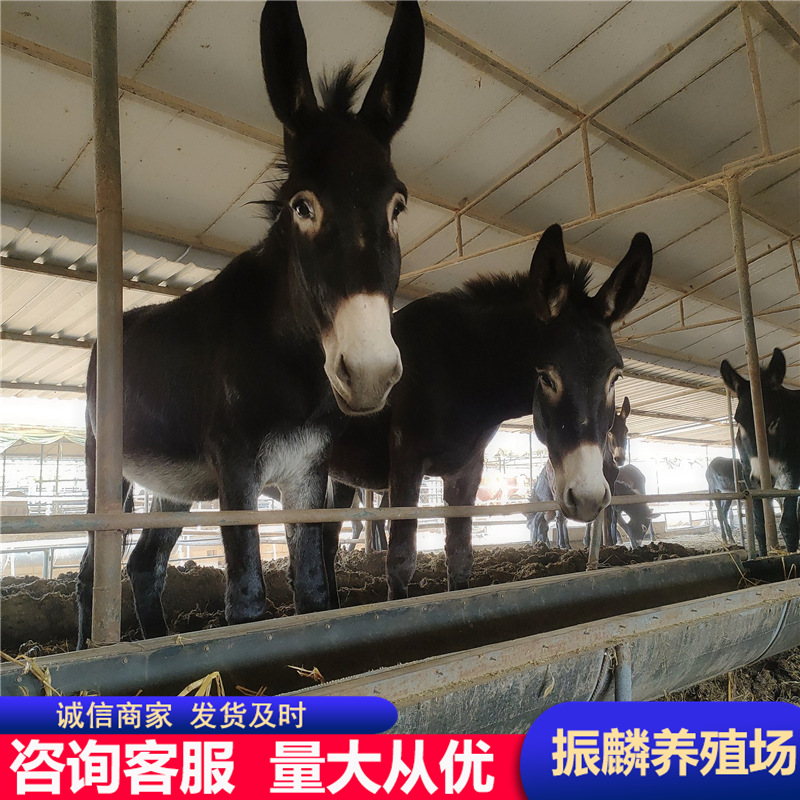 德州驴养殖基地肉驴崽 小肉驴 育肥德州驴驴苗 小驴驹一头