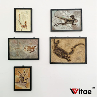 Vitae�頭 ٪�_�o���������� ���� ������ʯ��[̨���Ҿ��b�Ʒ