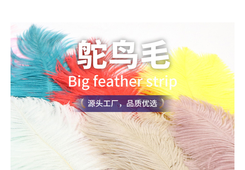 鸵鸟毛55-60_01