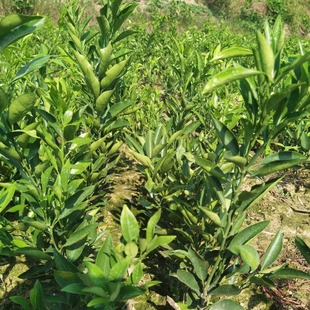Wholesale and Sale of Long-Leaf Orange Seedlings, Various Citrus Seedlings, Pure Quality, Self-Produced, Large Sales, and Favorable