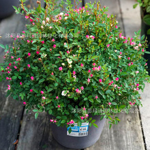 糖金平糖 糖金平糖品牌 图片 价格 糖金平糖批发 阿里巴巴