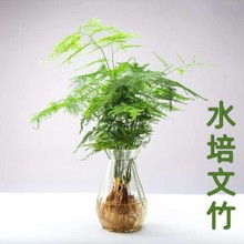 加水就活水培植物春羽水养室内桌面盆栽小天使春雨花卉绿植耐北