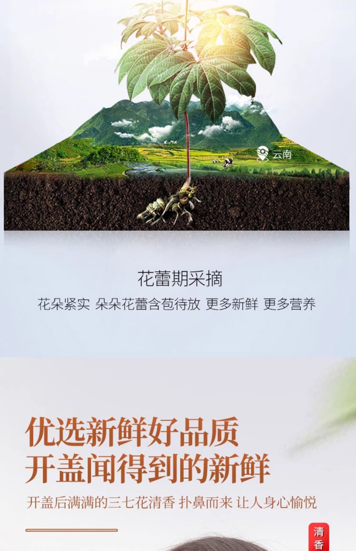 San Qi Flower Tea 500g Panax Notoginseng Buds Dried Tian Qi Hua Herbal Infusion quality and texture
