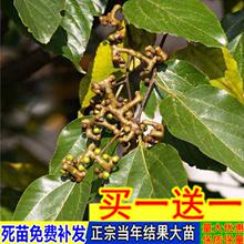 拐枣树苗 万寿果苗 鸡爪梨苗金钩子 鸡爪子 大甜品种接果树苗