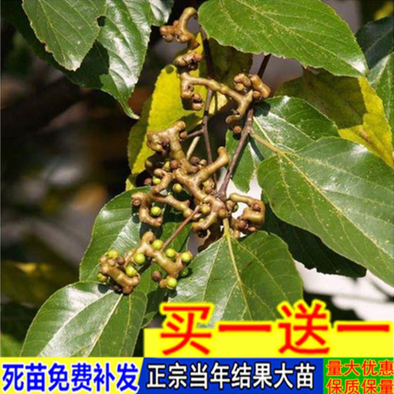 拐枣树苗 万寿果苗 鸡爪梨苗金钩子 鸡爪子 大甜品种接果树苗