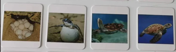 Turtle corresponding card