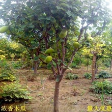 木瓜海棠树苗木瓜海棠苗浓香木瓜树庭院别墅绿化行道风景观花树苗