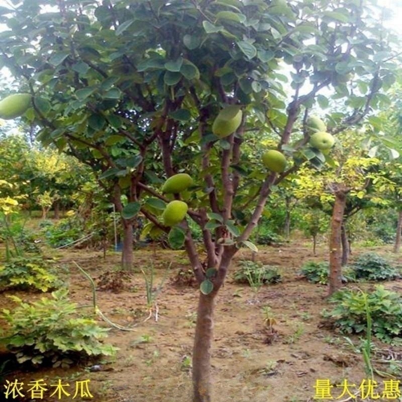 木瓜海棠树苗木瓜海棠苗浓香木瓜树庭院别墅绿化行道风景观花树苗