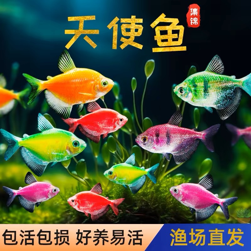 七彩鱼天使鱼观赏鱼淡水鱼小型好养热带鱼耐活神仙鱼金鱼活鱼