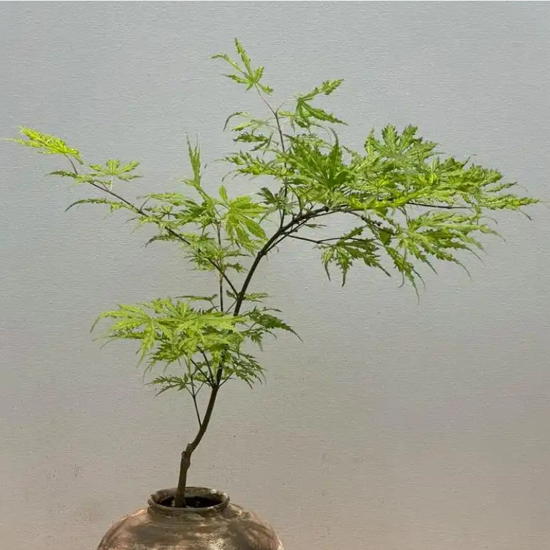 Maple Saplings, Courtyard Greening, Colorful Leaves and Florals, Hillary, Patti Buddha, Peacock and Crane Dance, Okujimei Island Green