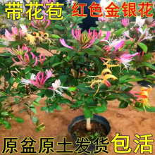 金银花树苗可食用药五彩老桩四季开花卉盆栽阳台庭院爬藤植物绿植