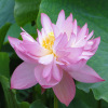 Bowl lotus hydroponic plant species, flowers, flowers, four seasons of interior flowering water, water lotus lotus seed lotus seed seed seeds