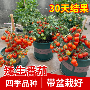 Four-Season Dwarf Tomato Seedlings, Fruit Potted Plants, Millennium Seeds, Balcony Cherry Tomatoes, Strawberry Seedlings