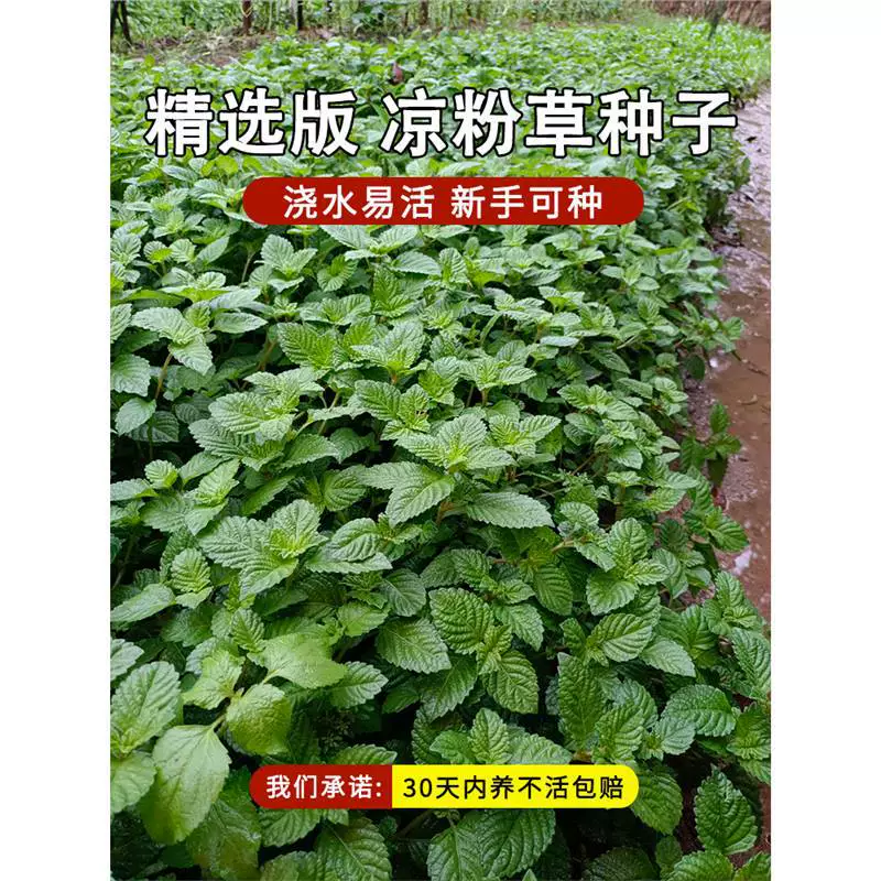 Специальные овощные семена для посадки на балконе или в саду: семена желейной травы, кончики желейной травы, семена желтой травы для всех сезонов.