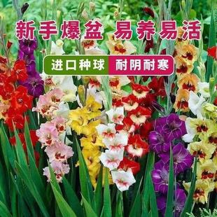Large Flower Gladiolus Bulbs, Perennial Florals, Gladiolus Bulbs, Four-Season Cold-Resistant Plants, Blooming in the Courtyard and Balcony in the Same Year