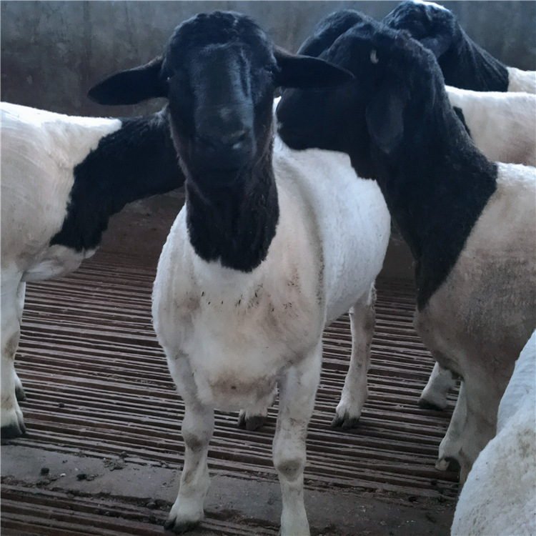 杜泊绵羊种公羊杜泊绵羊羊羔羊苗头胎孕母羊价格提供技术包回收