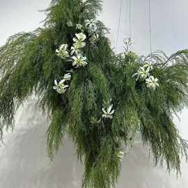 仿真芦荀草高枝天门冬软装绿植森系花材婚礼莫奈花园装饰背景造景