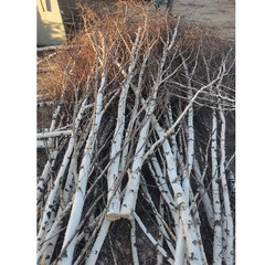 樺木樹杆樹枝裝飾櫥窗造景樹杈木樁柵欄木杆圍欄背景擺件實木批發