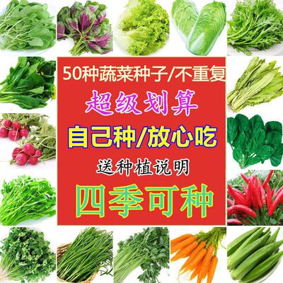 50种四季播种蔬菜种子易种青菜白菜生菜番茄小葱阳台菜园盆栽菜籽|ms