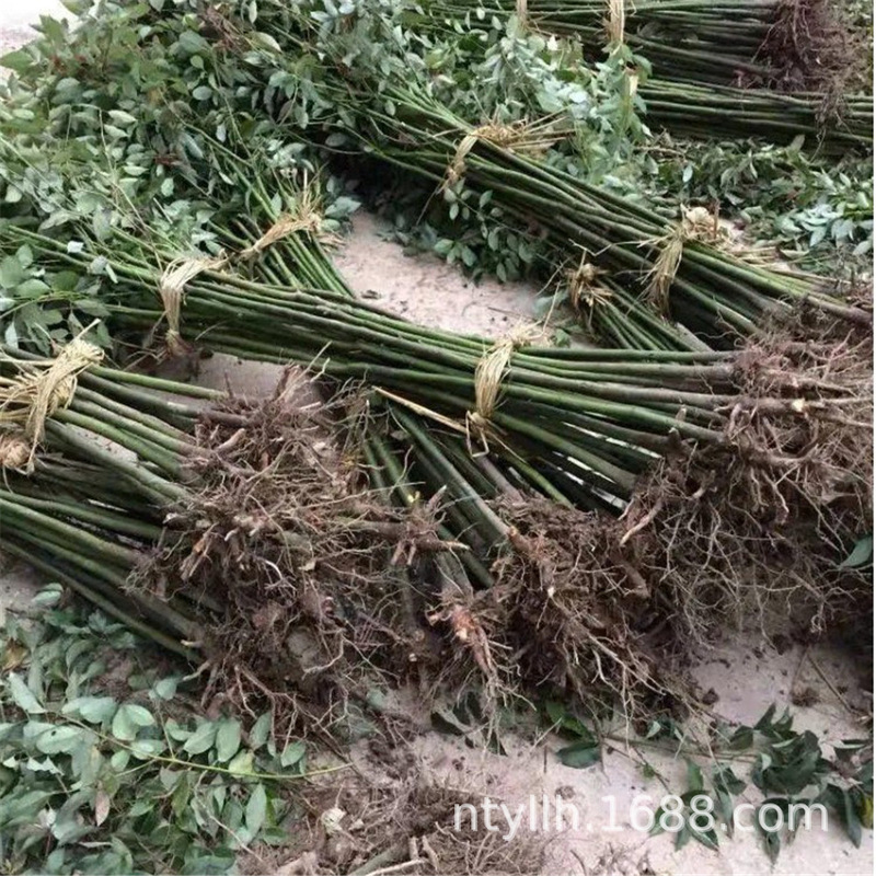 Camphor Saplings, Large and Small Leaf Camphor Saplings, Mosquito Repellent Camphor Saplings, Evergreen Saplings Planted in the North and South for All Seasons