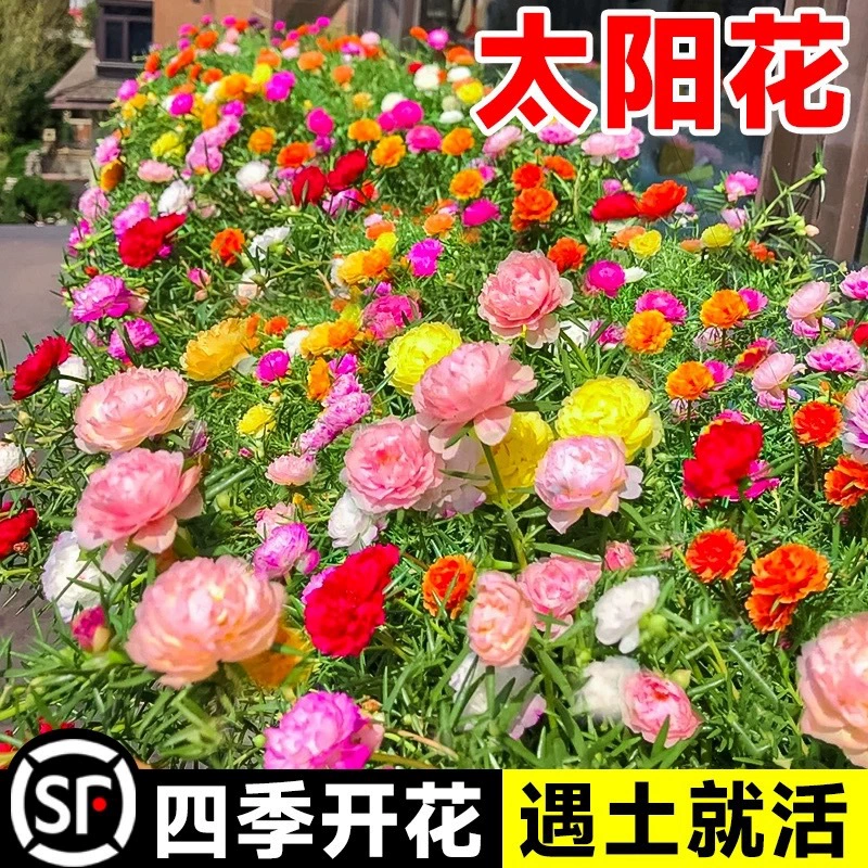 Оптовые семена подсолнечника двухлистный Подсолнечник смешанный цвет сосновый лист пион Four Seasons легко жить двор горшечных видов цветов