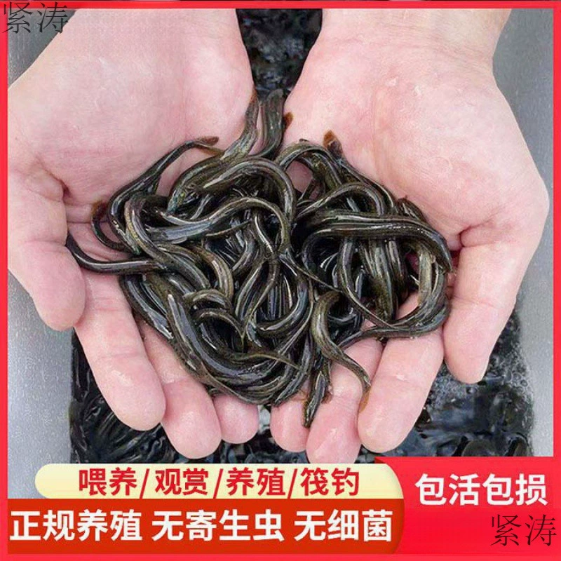 Рот-плот-ловля рыбы-арены, живая приманка, холодная вода, декоративная рыба, кормовая рыба, рыбалка на Тайване