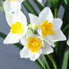 Daffodil Bouquet puts the beam of Naruton Flower Bouquet simulation indoor plant potted water fairy plastic bouquet spot