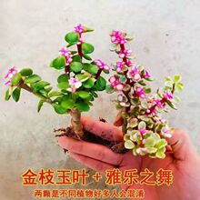 金枝玉叶盆栽多肉植物雅乐之舞老桩肉肉办公室内观赏花卉厂家直销