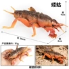 HFM hollow mole cricket C6