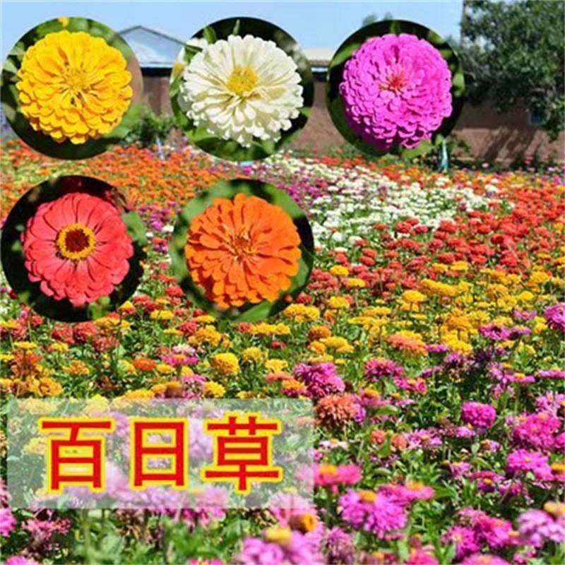 跨境批发电商专用七彩重瓣花种子四季开花庭院室外百日草花种子