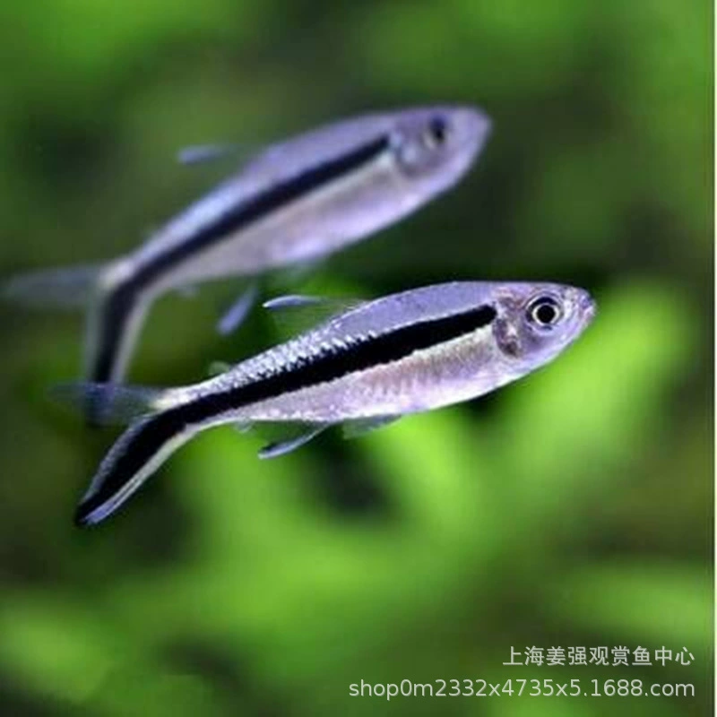 Трещины лампа Пингвин лампа рыба тропическая рыба группа Плавание Рыба декоративная рыба живая Трава Аквариум тендер