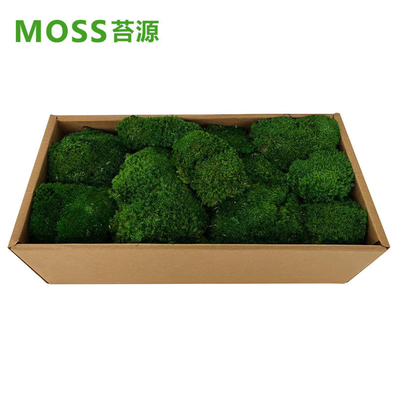 Musgo inmortal pelo blanco musgo gris grande planta verde pared flor seca Fondo pared planta pared musgo fuente