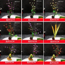 刺身酒店酒店摆盘菜品装饰品点缀餐厅明档创意冷菜装饰饭店花草