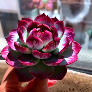 Succulent Plant Jinghong Fairy Casio Good Condition Yunnan Straight Hair Interesting Radiation-Proof Courtyard Balcony Potted Plant