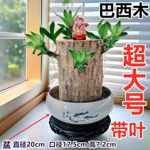 ��̖ˮ���k���ҿ͏d����ľ���~���~��ѿ�l؛Խ��Խ���B�Ӵֶ�ѿ�~