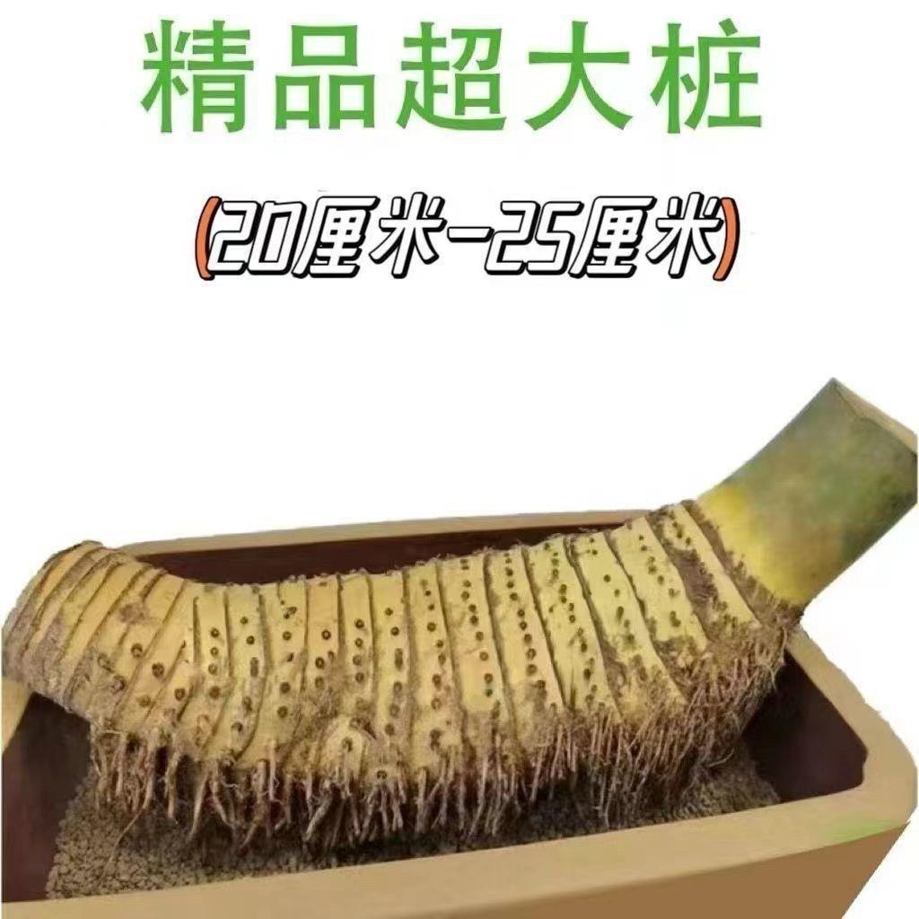 精品平头特大桩20-25厘米【赠送生根粉】