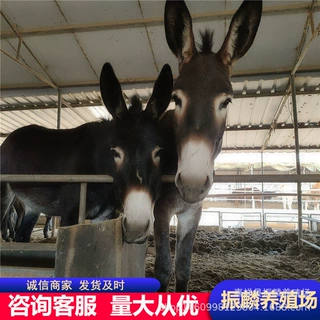山东德州驴苗一年长多重小驴苗肉驴养殖 提前预定 成品肉驴