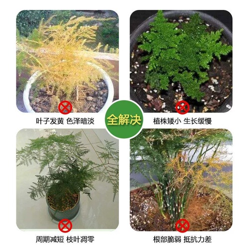 The manufacturer supplies eight special nutrient solutions for asparagus, special fertilizer for removing yellow leaves and rotten roots, and can be sprayed without dilution