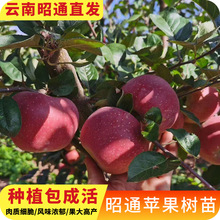 云南发红富士苹果树果苗水果树盆栽树苗果树果苗南方种植丑苹果苗