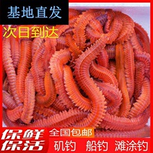 活沙蚕海蚯蚓红青虫鲈鱼饵海蜈蚣海蚂蝗海钓鱼饵料顺丰包邮