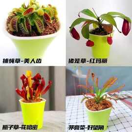 捕虫草食虫草猪笼草捕蚊子植物驱蚊食虫捕蝇草室内桌面小盆栽