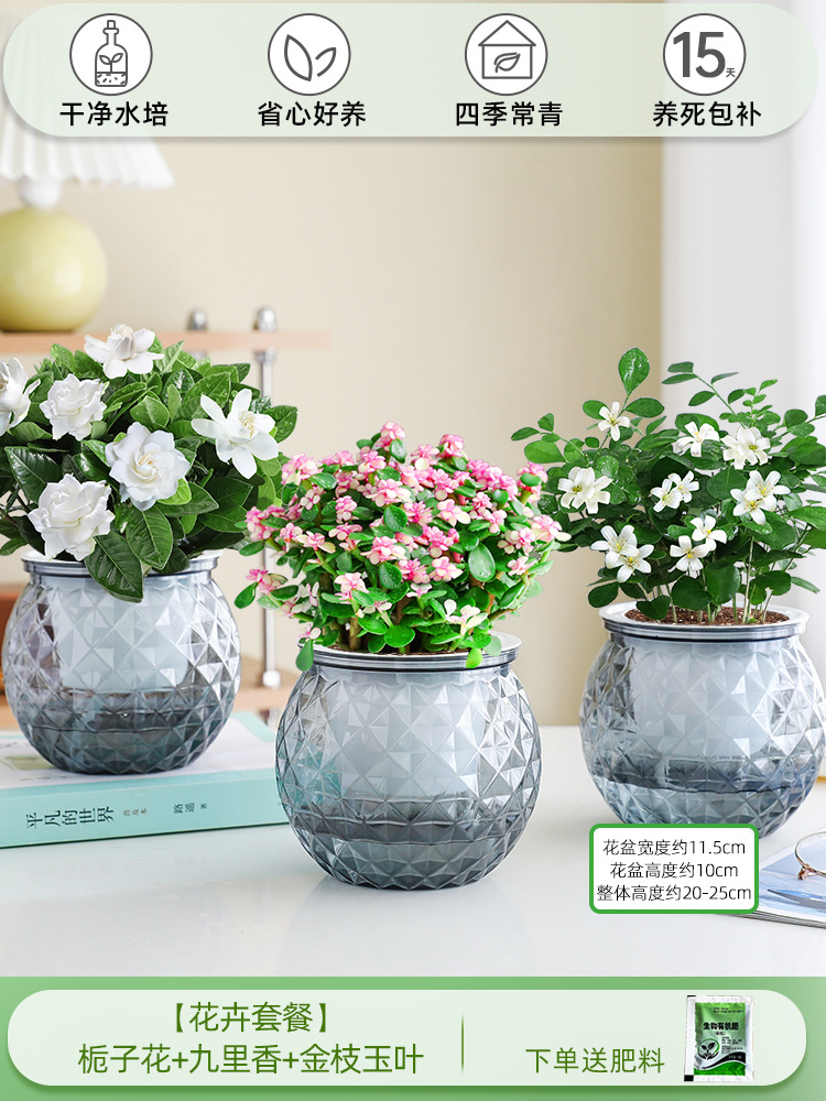 [꽃패키지] 치자나무 + 구리향 + 황금가지와 옥잎