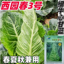 西园春3号细牛心甘蓝  圆球甘蓝种子包心菜卷心菜包头菜种