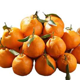 正宗四川丑橘春见粑粑柑柑橘子新鲜水果当季丑八怪桔子丑柑桔批发