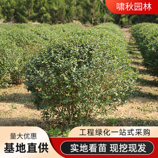 С�~Ůؑ���·���̾G����ľɫ�K�G�h��ľ���������~Ůؑ��