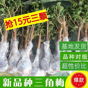 ���ֱ�l����÷�����ļ��_������ϾG��ͥԺ����ֲ��С���绨��