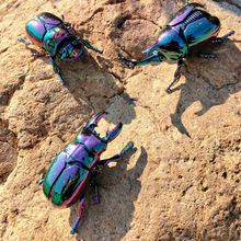 �l�l��朙Cе���x��ţ���x����ģ���Ą���������Y�����Ƿe��