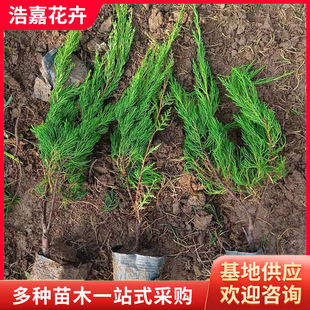 С������ľ 䁵ذ�ɳ�ذ�  С���ؠI�B������һ�G����ľ С������