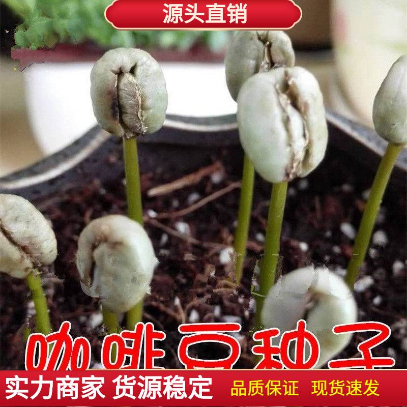 咖啡树种子 咖啡豆种籽 小粒咖啡树苗 卡蒂姆CATIMOR 发芽率很高